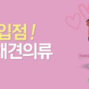 애견11번가