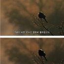 미어캣