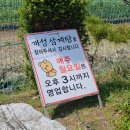 개성삼계탕 이미지