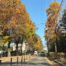 (주)은행나무 | 인천단풍명소 인천대공원 장수동 은행나무 실시간 후기