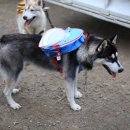 성주허스키켄넬 이미지