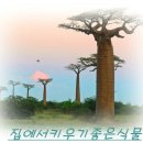 바오밥나무기타 이미지