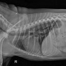 24시 위너스동물의료센터 이미지