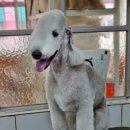 개미애견미용실 이미지