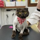 쥬디캣(Judy Cat) 이미지