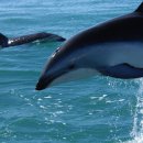 돌고래 이미지