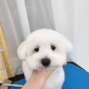 마이미미 반려견미용실 이미지