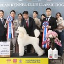 애견미용 이미지