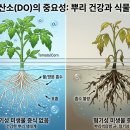 하절기 배양액 용존산소량 올리는 방법 이미지