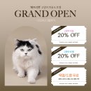 에브리캣 이미지