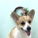 하트애견미용실 이미지