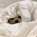 권오성동물병원 이미지