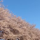 동천의 벚꽃잔치3 이미지