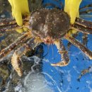 대포 크랩 이미지