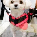 스퀘어독스 롯데남악점 이미지