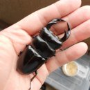 초미사슴 이미지