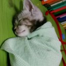 도그마루(왕십리점) 이미지