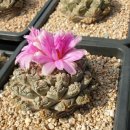 목단농장 이미지