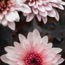 1교다리집 화로구이 이미지