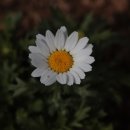 연수꽃식물원 이미지