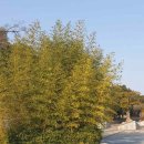 한국진돗개육종연구소 | 서해랑길 7일차｜우수영 ~ 오시아노 해변 그리고 당포까지