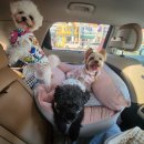 봄날의 댕댕이 | 거제도 봄날펜션 애견동반여행 🐾