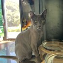 냥냥쌀롱 이미지