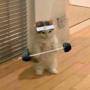 콩자반 애견미용실 | 23년 6월 셋째주 일상