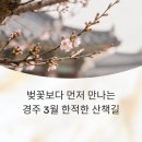 계림다방 | 경주 벚꽃보다 먼저 만나는 3월 한적한 산책길