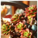 인석농장 이미지