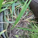 위천 위천교 이미지