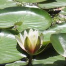 카페수련 이미지