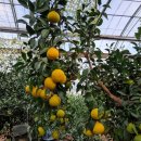 효돈한의원 이미지