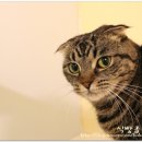 호텔 다다-인사 이미지