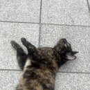 미방약국 | 따끈따끈한 쌍수 후기 (약혐)