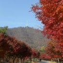 단풍나무 Daum카페