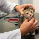 원주더봄동물의료센터 이미지