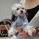 수아동물병원 이미지