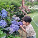 공카페 | [청주 상당구] 청주 수국축제 카페 공,간 솔직후기! 6월 개화시기와 평일 방문후기 -25개월 아기와 함께
