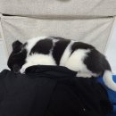 도야동물병원 이미지