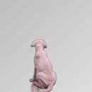 나라애견 이미지