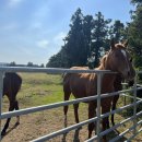 가람목장 이미지