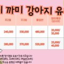 하이랑 애견유치원 이미지