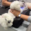 노바 | 강아지 보습제 추천 피부 가려움 케어 노바펫 수딩 미스트 샴푸 후기