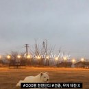 굿나잇도그 이미지