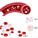 혈액 응고 검사[ blood coagulation test ] 이미지
