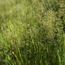 청비녀골풀 Juncus papillosus Franch. &amp; Sav. 이미지
