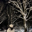 꿈 나빌레라(A반) | [시라카와고] 라이트업 행사 A코스 전망대 없이 즐긴 후기 +) 예매, 먹거리