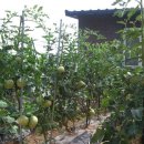 뒤뜰농장 이미지