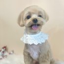 도그허니 이미지